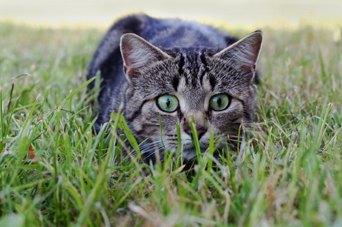 Comment alimenter un chat en surpoids ?